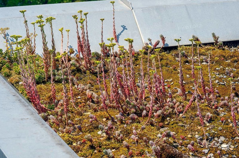 Flat roof with reflexed stonecrop