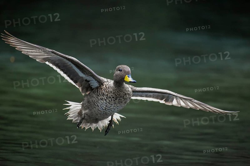 A yellow-billed teal