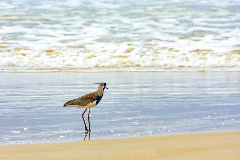 Southern Lapwing walking on the beach over the sand and near the water in Serra Grande in Bahia