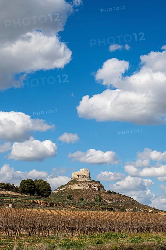 Vineyards around the Real Castillo de Curiel in the Ribera del Duero denomination of origin area in the province of Valladolid in Spain