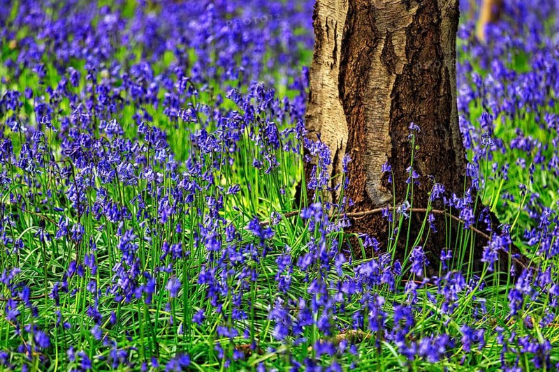 Common bluebell