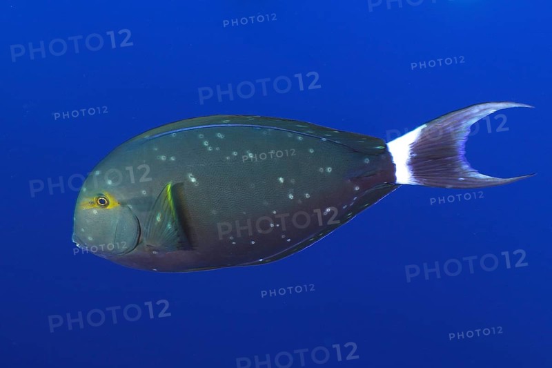 Black surgeonfish