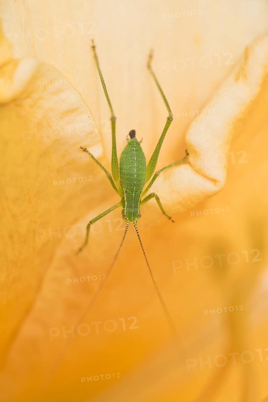Speckled bush-cricket