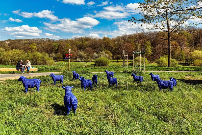 Blue sheep in a meadow