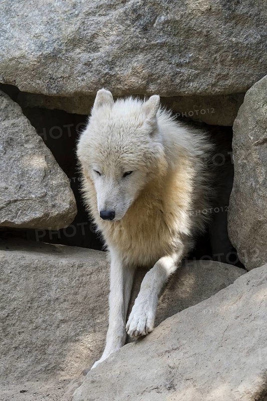 Arctic wolf