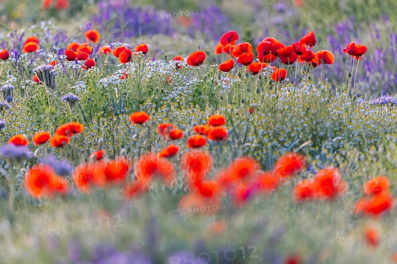Poppy