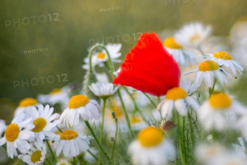 Gossip poppy