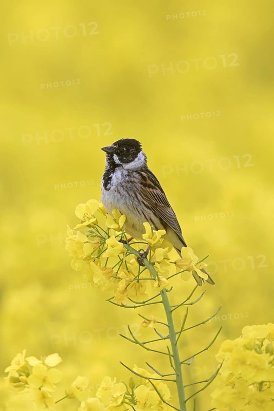 Common reed bunting