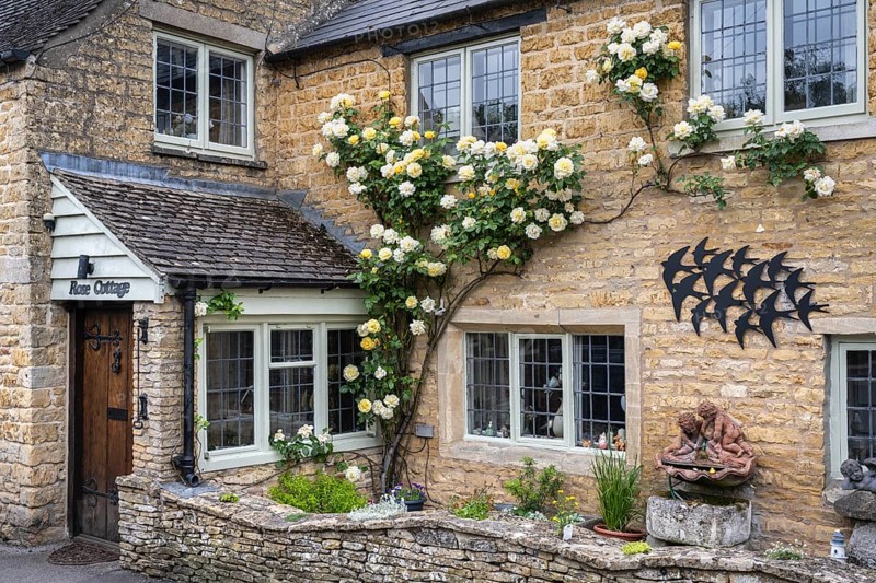 Typical yellow Cotswolds stone house with rosebush on the facade