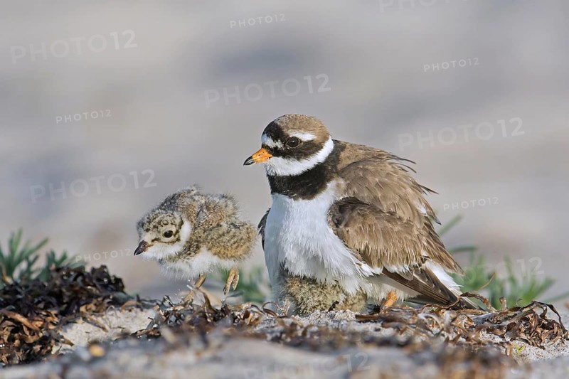 Common ringed plover