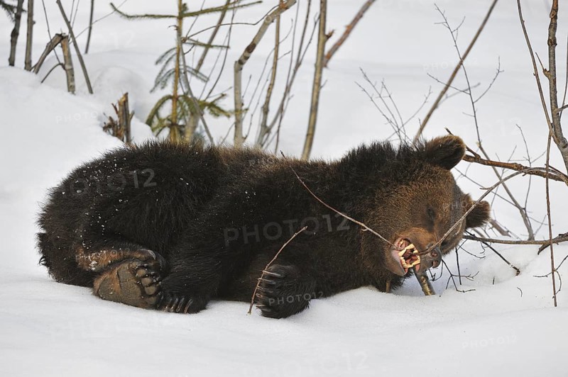 Two-year-old Eurasian brown bear