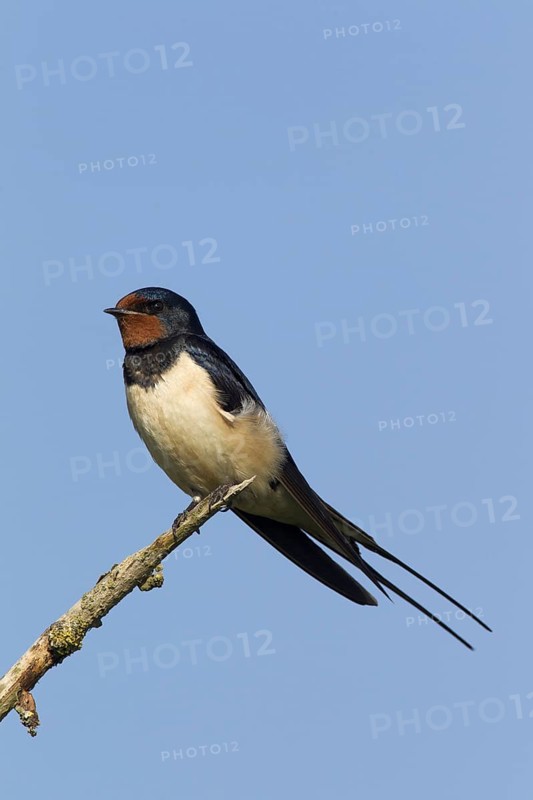 Barn swallow
