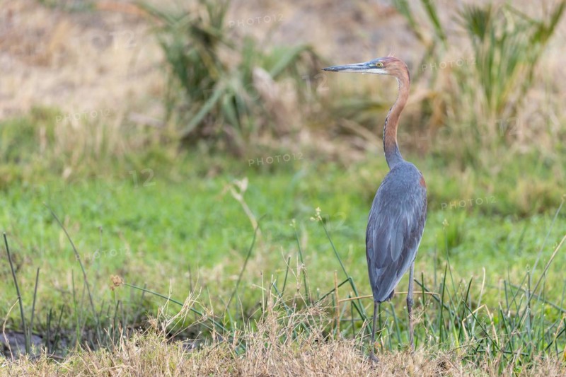 Goliath heron