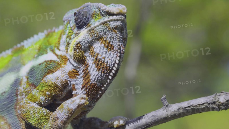 Close-up portrait of curious chameleon looks at up on sunny day. Panther chameleon