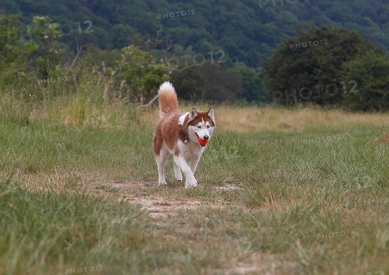 Siberian Husky