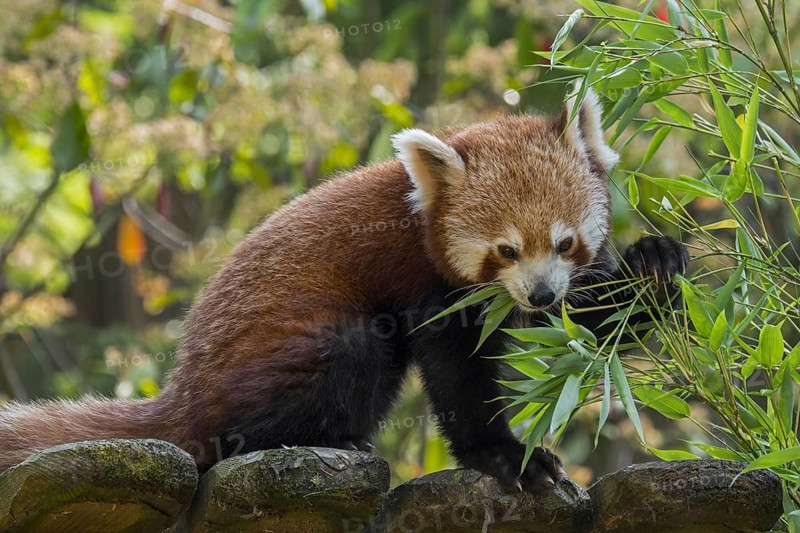 Red panda