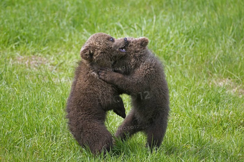 Two Eurasian brown bear