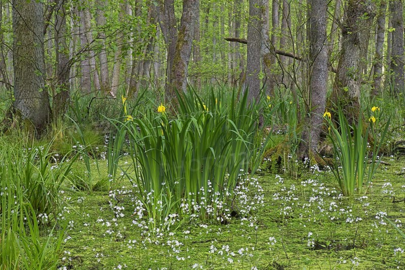 Alder carr showing black alder trees and aquatic plants like yellow flag