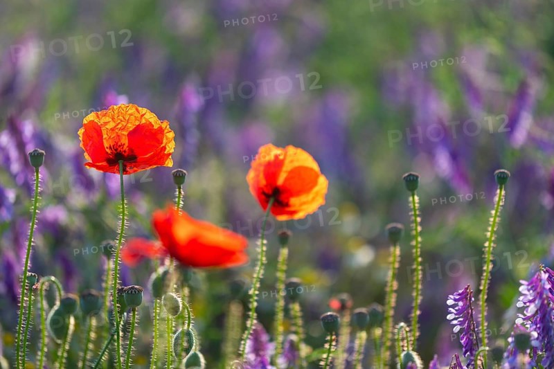 Poppy