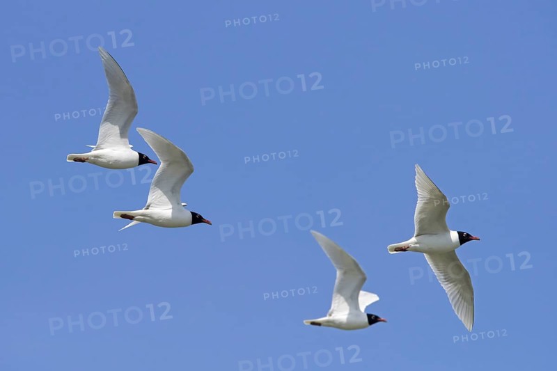 Four adult Mediterranean gulls