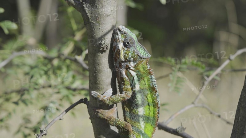 Green chameleon going up tree trunk on sunny day. Panther chameleon