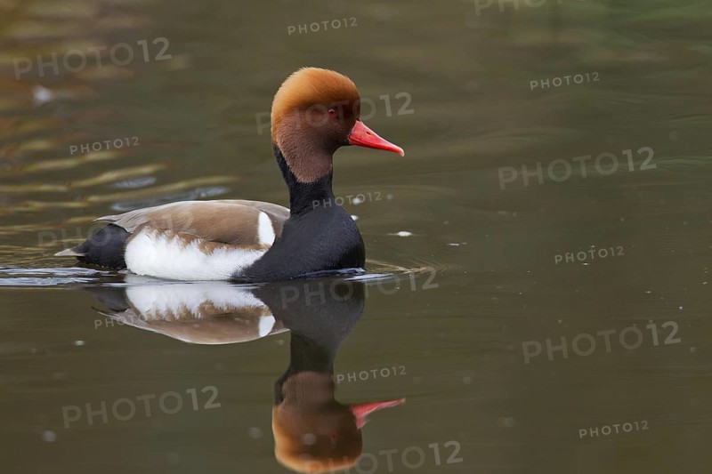Red-crested pochard