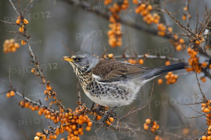 Fieldfare