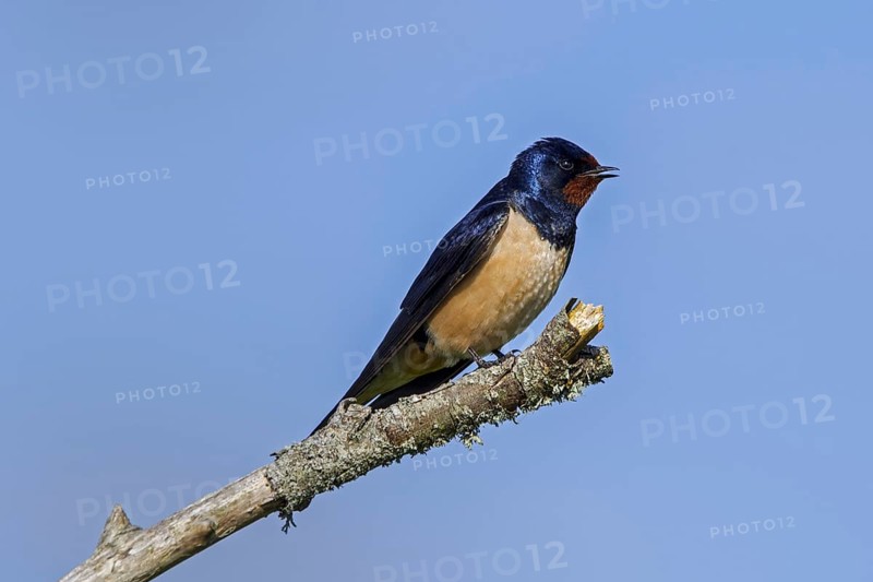 Barn swallow