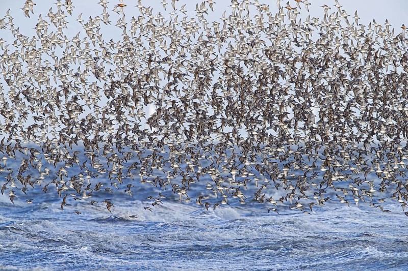 Red knot large flock of red knots