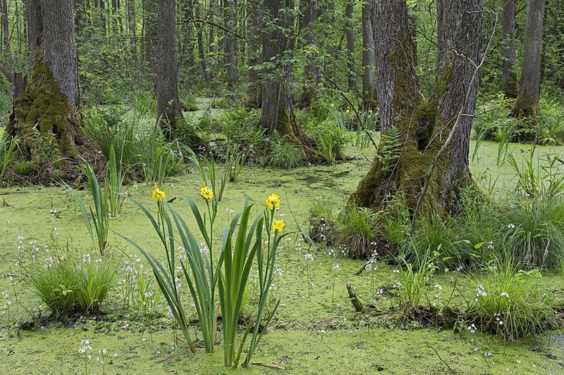 Alder carr showing black alder trees and aquatic plants like yellow flag