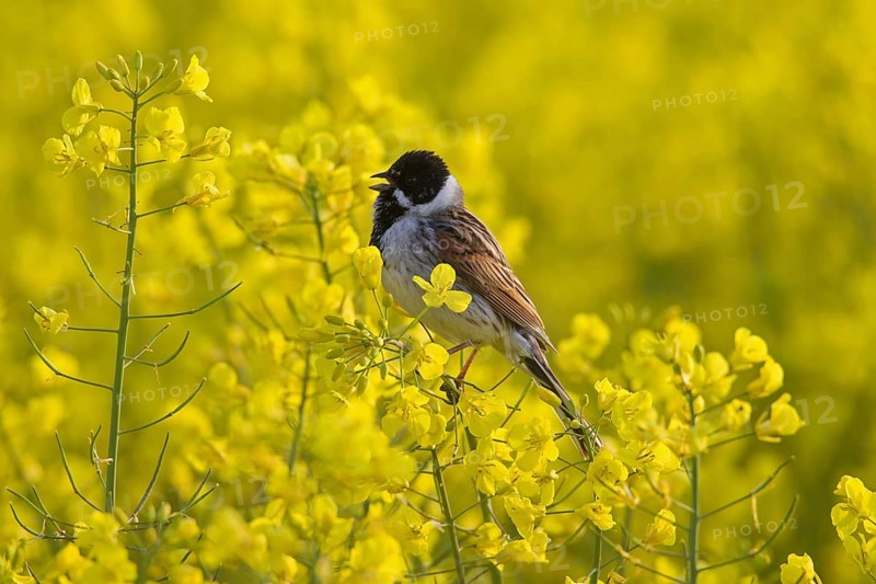Common reed bunting