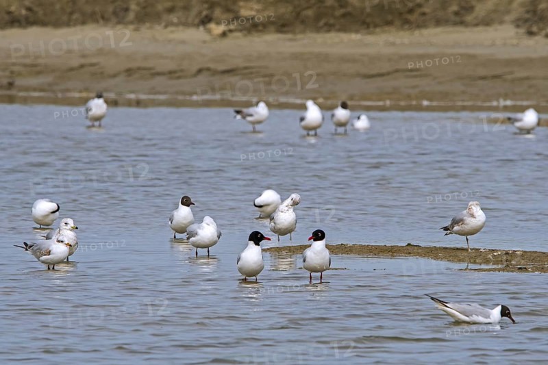 Two Mediterranean gulls