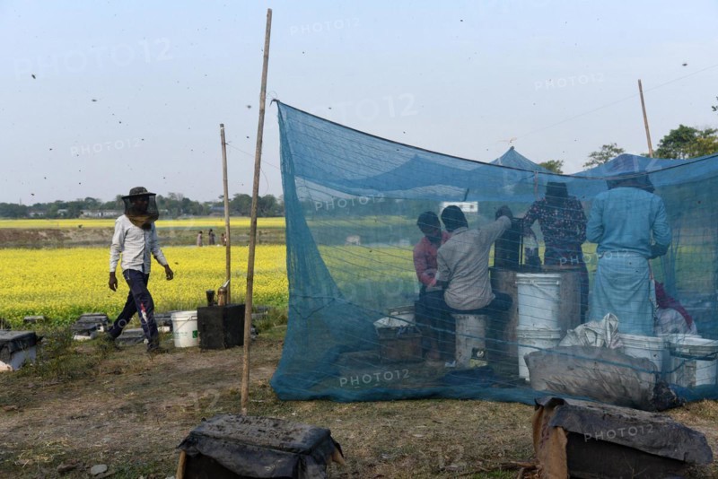 Bee keepers working in a bee farm near a mustards field in a village in Barpeta district of Assam in India on Wednesday 22 December 2021. The bee keeping business is one of the most profitable businesses in India. India has more than 3.5 million bee colonies. Indian apiculture market size is expected to reach a value of more than Rs. 30000 million by 2024