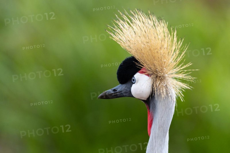 Black crowned crane