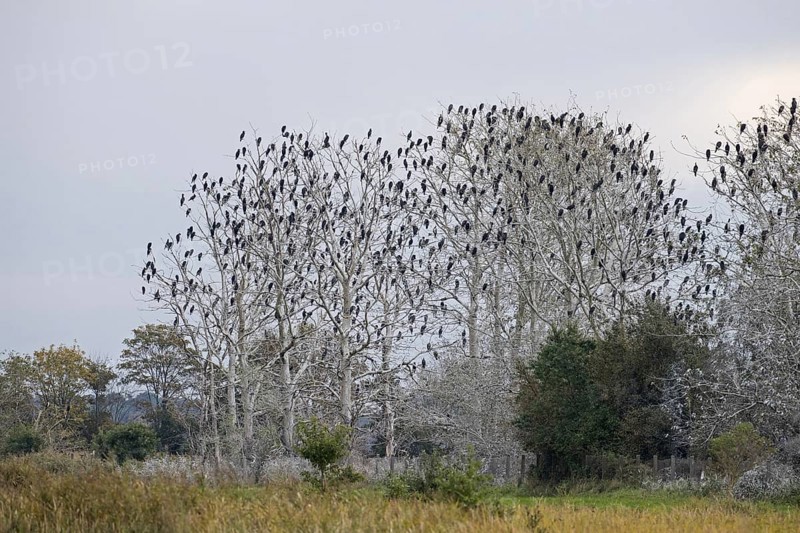 Colony of great cormorants