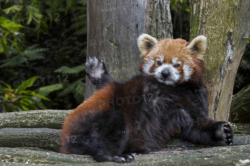 Red panda