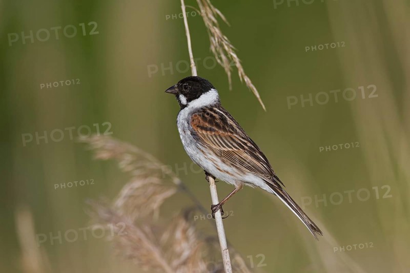 Common reed bunting