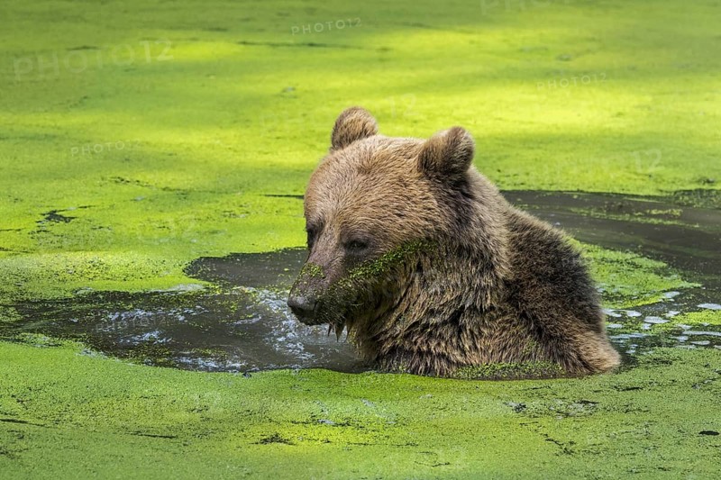 Brown bear