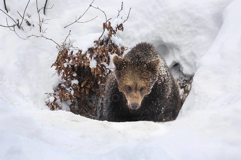 One year old brown bear