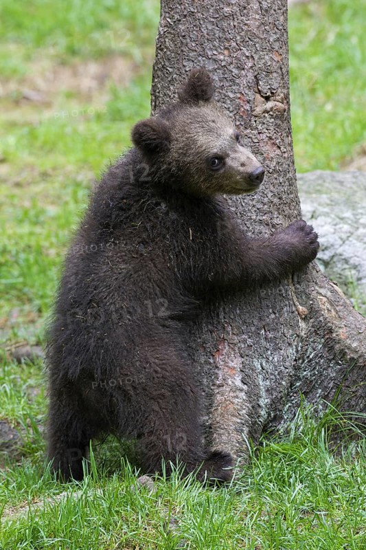 Brown bear