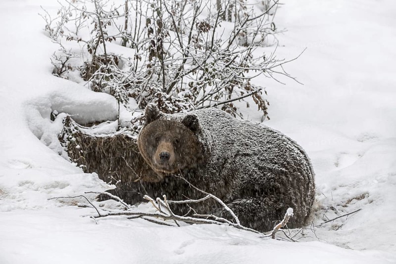 European brown bear