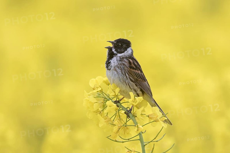 Common reed bunting