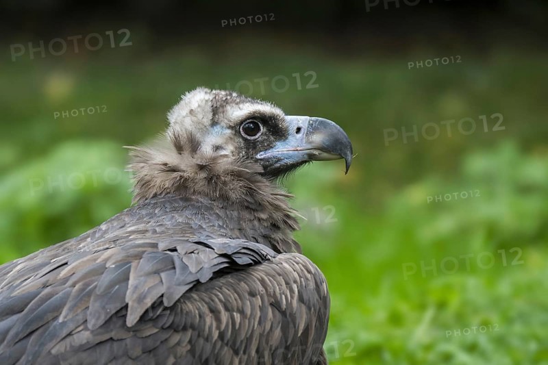Cinereous vulture