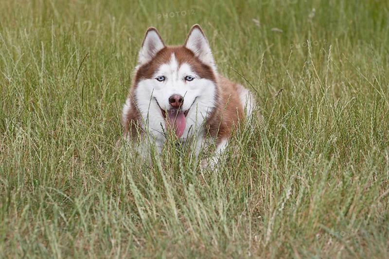 Siberian Husky