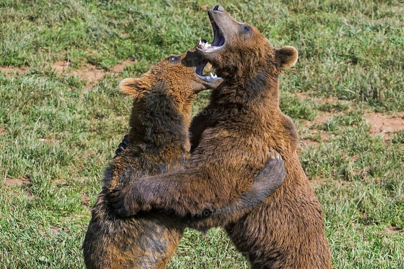 Two aggressive territorial Eurasian brown bears