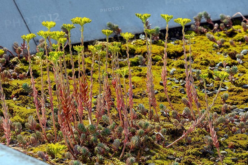Flat roof with reflexed stonecrop