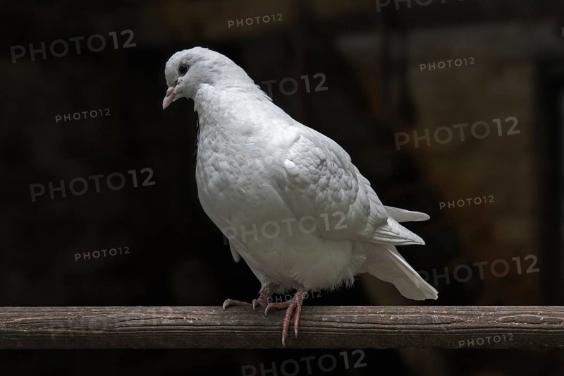 Renaisien