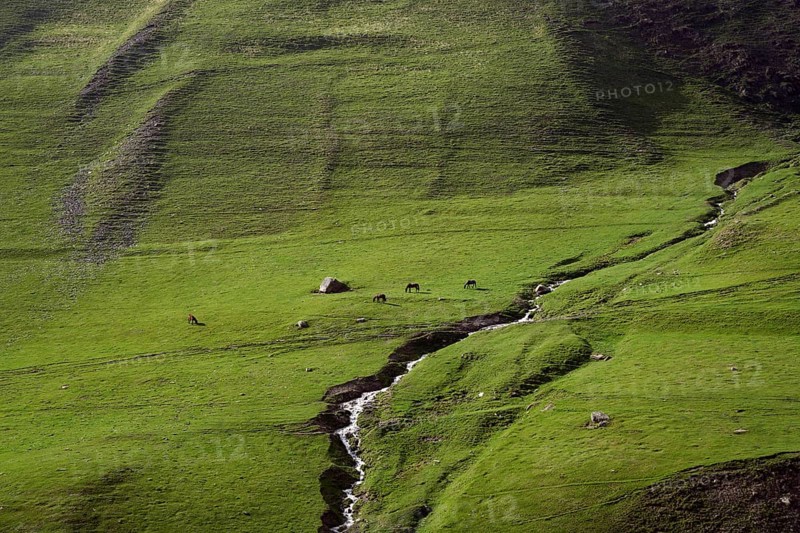 Pasture with horses and mountain stream