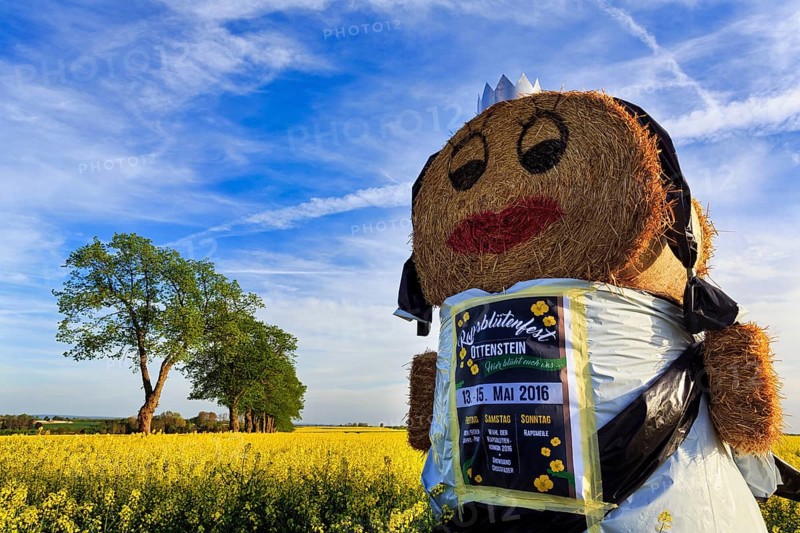 Straw puppet in a rape field