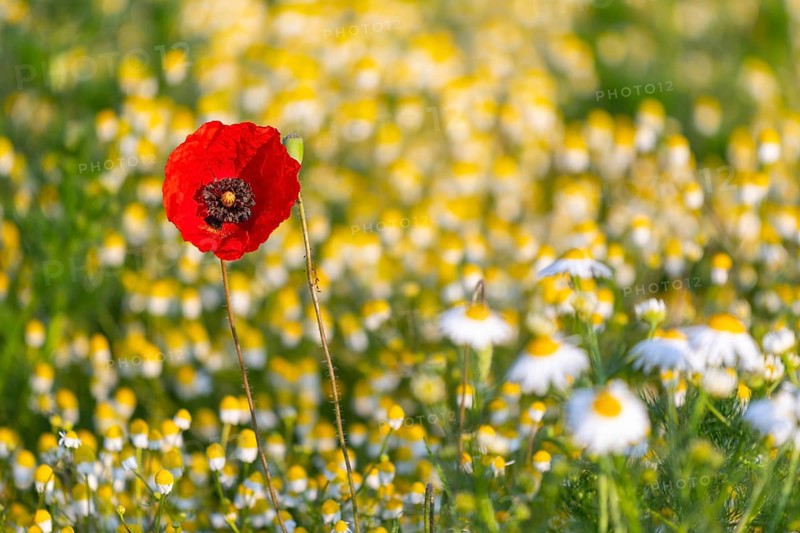 Corn poppy